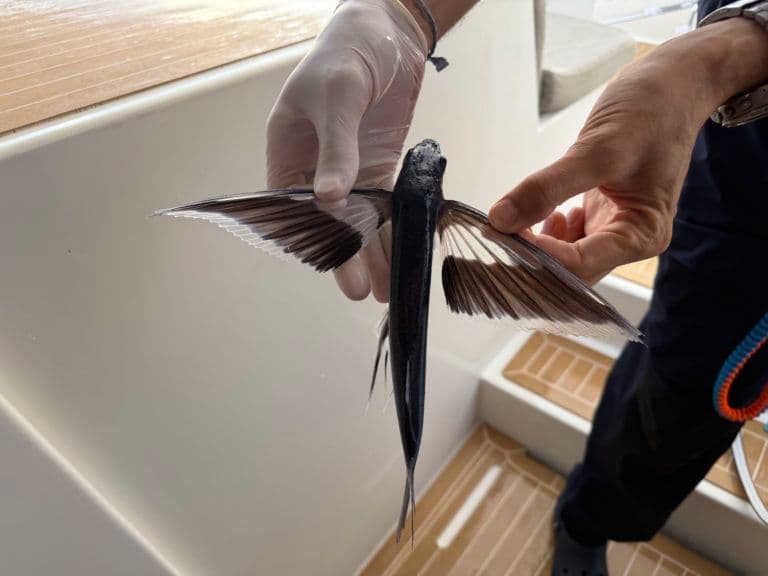 poisson peche bali catamarans 54 pieds